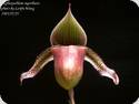 Paph. superbiens